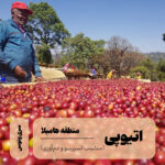 قهوه تک‌خاستگاه اتیوپی گوجی هامبلا