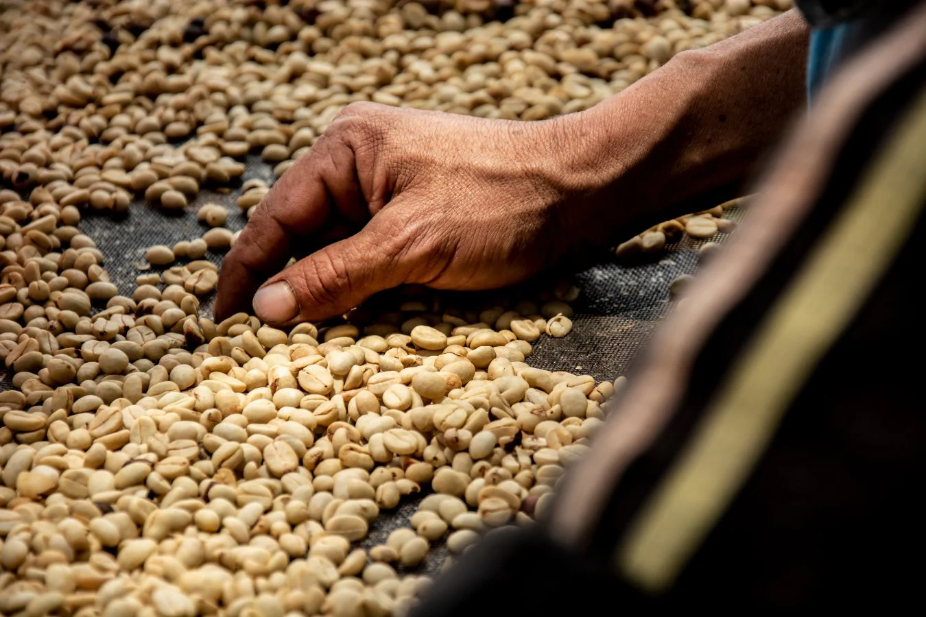 انواع فرآوری قهوه