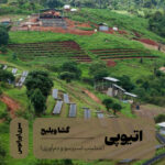 قهوه تخصصی اتیوپی مزرعه گشا ویلیج